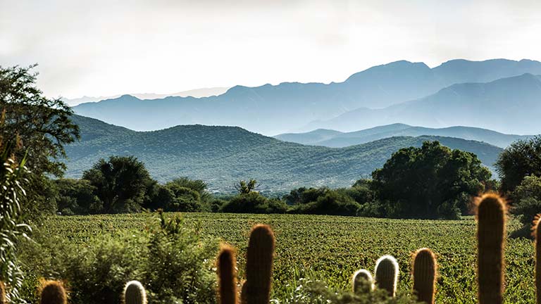 salta wine tours